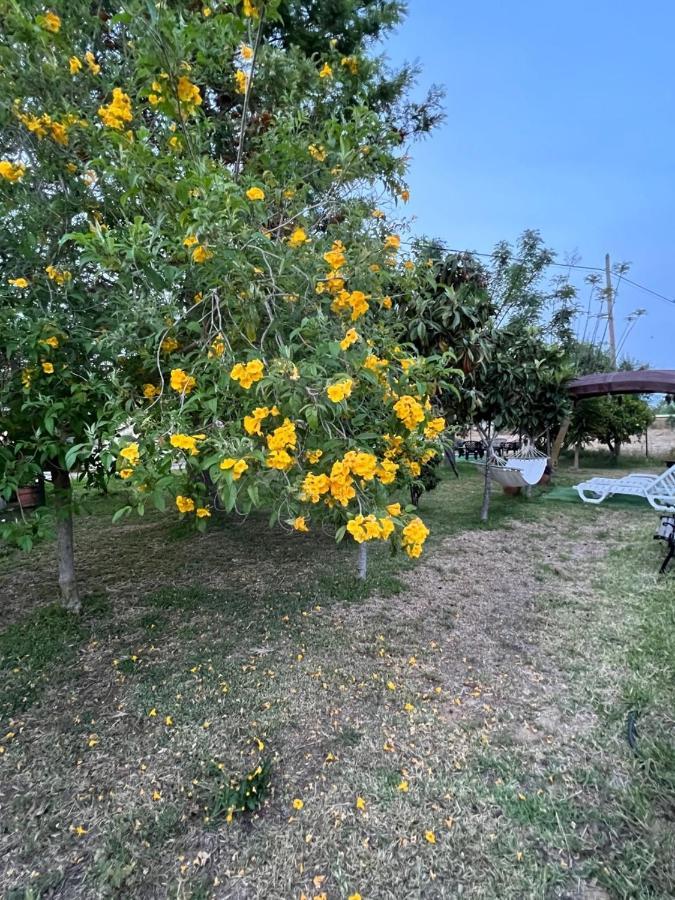 Quinta Dos Viegas Βίλα Φάρο Εξωτερικό φωτογραφία